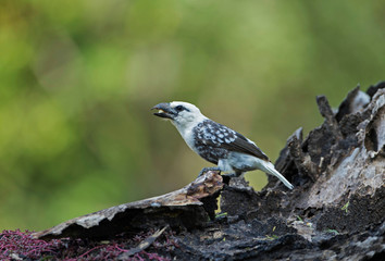 White Headed Barbet, Lybius leucocephalus, Kenya, Africa