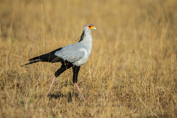 The secretarybird or secretary bird, Sagittarius serpentarius, Masaimara, Africa