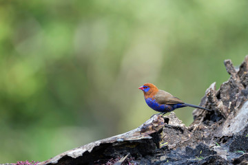 Purple Grenadier, Uraeginthus ianthinogaster, Masaimara, Africa