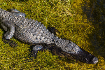 Aligator im wasser