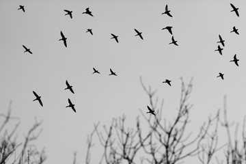 Wild geese fly south for wintering