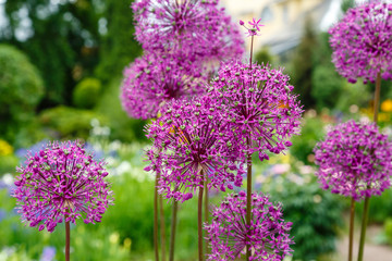 Fototapeta premium Giant Onion (Allium Giganteum) blooming. Field of Allium / ornamental onion. Few balls of blossoming Allium flowers. Beautiful picture with Alliums for the gardening theme.