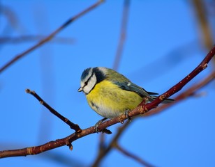 Titmouse.Little bird on a branch