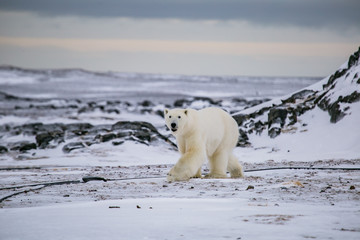 Niedźwiedź polarny, południowy Spitsbergen, Hornsund © blackspeed