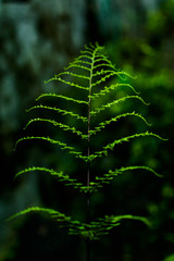 a green leaf heading towards muslim
