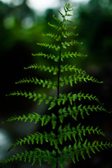 green long fern on black background
