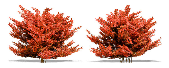 Beautiful tree isolated and cutting on a white background with clipping path.