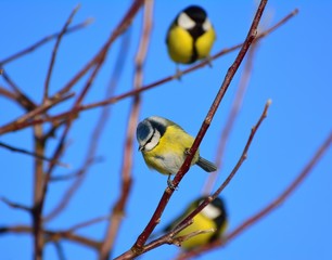 Titmouse.Little bird on a branch