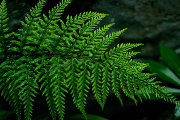 Fototapeta na wymiar a beautiful view of green leaf during monsoon