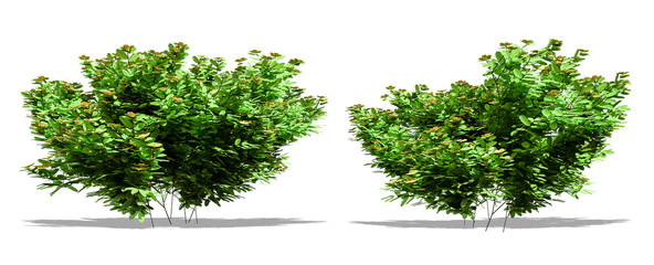 Beautiful tree isolated and cutting on a white background with clipping path.