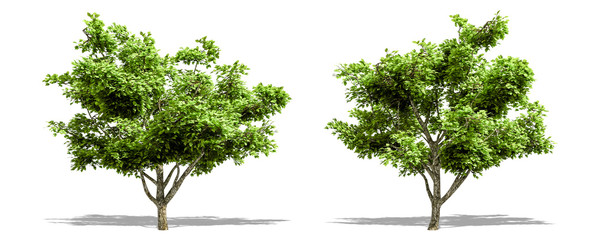 Beautiful tree isolated and cutting on a white background with clipping path.