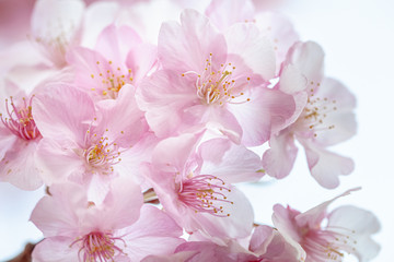 河津桜　桜 sakura