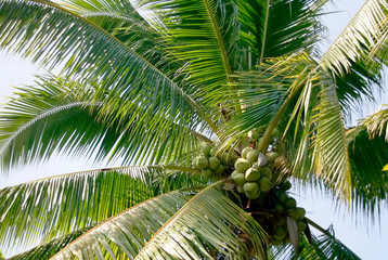 Fototapeta premium coconut tree on blue sky in summer
