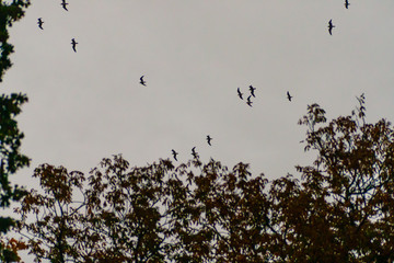 flock of birds in the sky