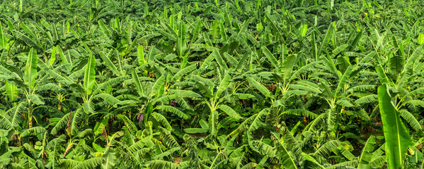 Banana plantation Organic Crop palm field.