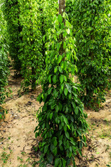 Fototapeta premium Black pepper bush juicy fresh green leaves glow