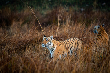 wild tiger stalking possible prey in grassland at jim corbett national park or tiger reserve, uttarakhand, india - panthera tigris