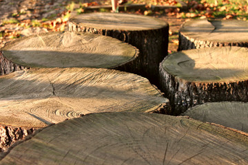 Naklejka premium Background of felled stumps closeup