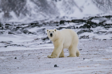 Niedźwiedź polarny, południowy Spitsbergen, Hornsund