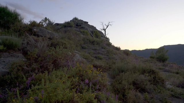 Beautiful nature landscape tree in Geres national park, in Portugal