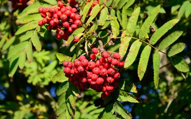 Red mountain ash ripens in the sun