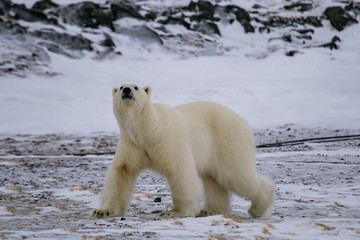 Niedźwiedź polarny, południowy Spitsbergen, Hornsund