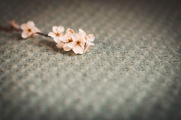 Flores de almendro.