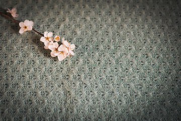 Flores de almendro.