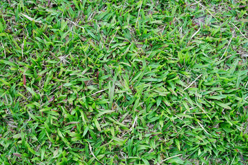 background of green grass outdoor nature. soccer football courtyard