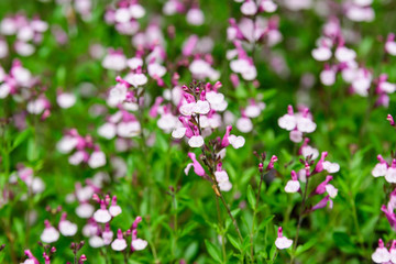 Obraz na płótnie Canvas Large evergreen shrub of white and vivid pink Salvia microphylla Hot Lips flowers, commonly known as the baby sage, Graham's or blackcurrant sage, and green leaves in a garden in a sunny summer day