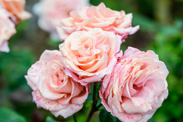 Close up of large and delicate light orange roses in full bloom in a summer garden, in direct sunlight, with blurred green leaves, beautiful outdoor floral background photographed with soft focus