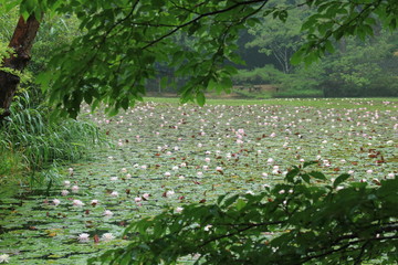 神戸市立森林植物園：長谷池の睡蓮