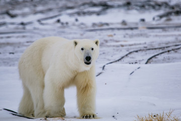 Niedźwiedź polarny, południowy Spitsbergen, Hornsund © blackspeed