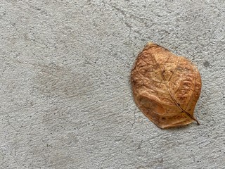 Withered brown leaf on rough concrete floor. Abstract background.