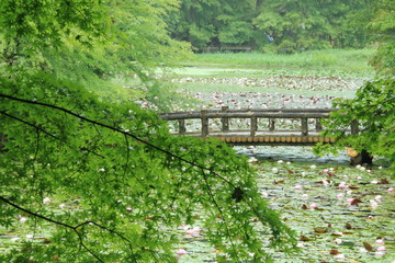 神戸市立森林植物園：長谷池の睡蓮