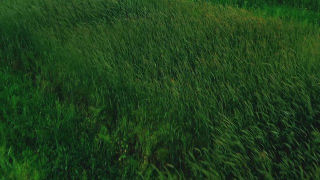 Green ripening wheat on the collective farm field