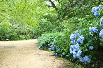 アジサイが咲く神戸市立森林植物園