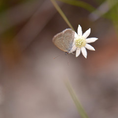 Small butterfly on an Australian native Lesser Flannel Flower, Actinotus minor, family Apiaceae, Royal National Park, Sydney, Australia.  Grows in heath and woodland in southeastern NSW