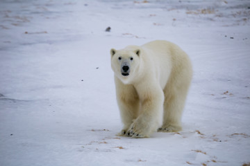 Niedźwiedź polarny, południowy Spitsbergen, Hornsund © blackspeed