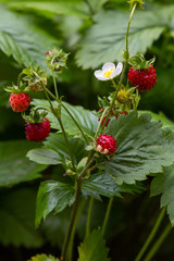 Fragaria is a genus of flowering plants in the rose family, Rosaceae, commonly known as strawberries for their edible fruits.
