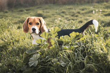 Cachorro de Beagle en el campo verde.