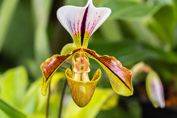 Beautiful Orchid Paphiopedilum flowers bloom in spring adorn the beauty of nature close up
