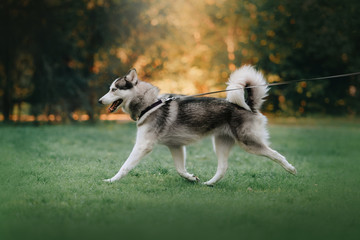 happy siberian husky dog walking on a leash in summer