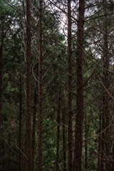 Obraz premium 森の中