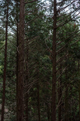 Obraz premium 山の中