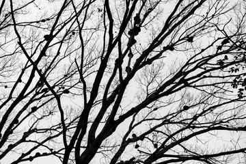 木のシルエット