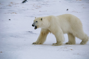 Fototapeta na wymiar Niedźwiedź polarny, południowy Spitsbergen, Hornsund