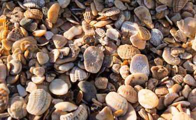 Small cockleshells as a background