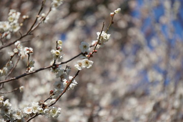 梅の花