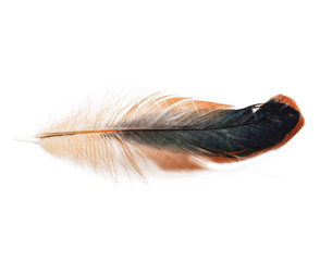 Feather on a white background